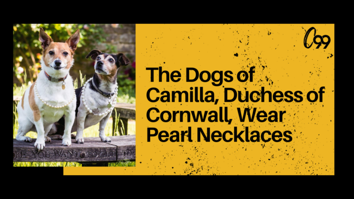 The Dogs of Camilla, Duchess of Cornwall, Wear Pearl Necklaces