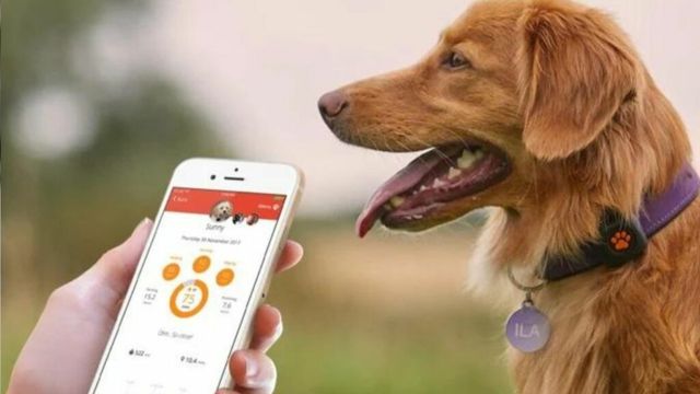 Pet Service App Seattle 