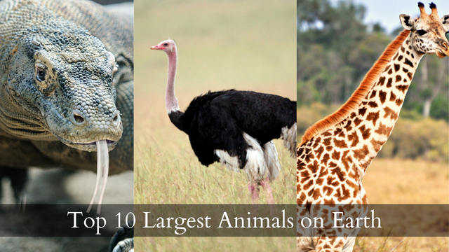 Top 10 Largest Animals on Earth